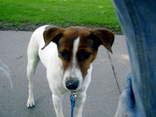 Scrapper dog