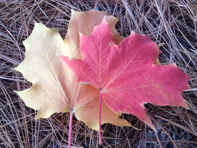 Leaves