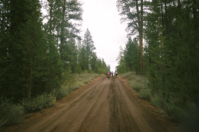 distant riders on a long dirt road in a forest