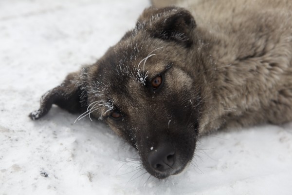 Dog lying in the snow looking tired
