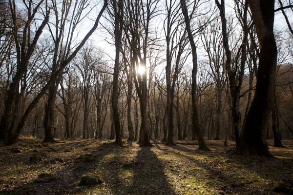 the fairytale forests of Georgia