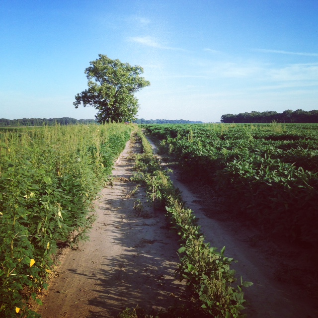 A seemingly endless farmland road