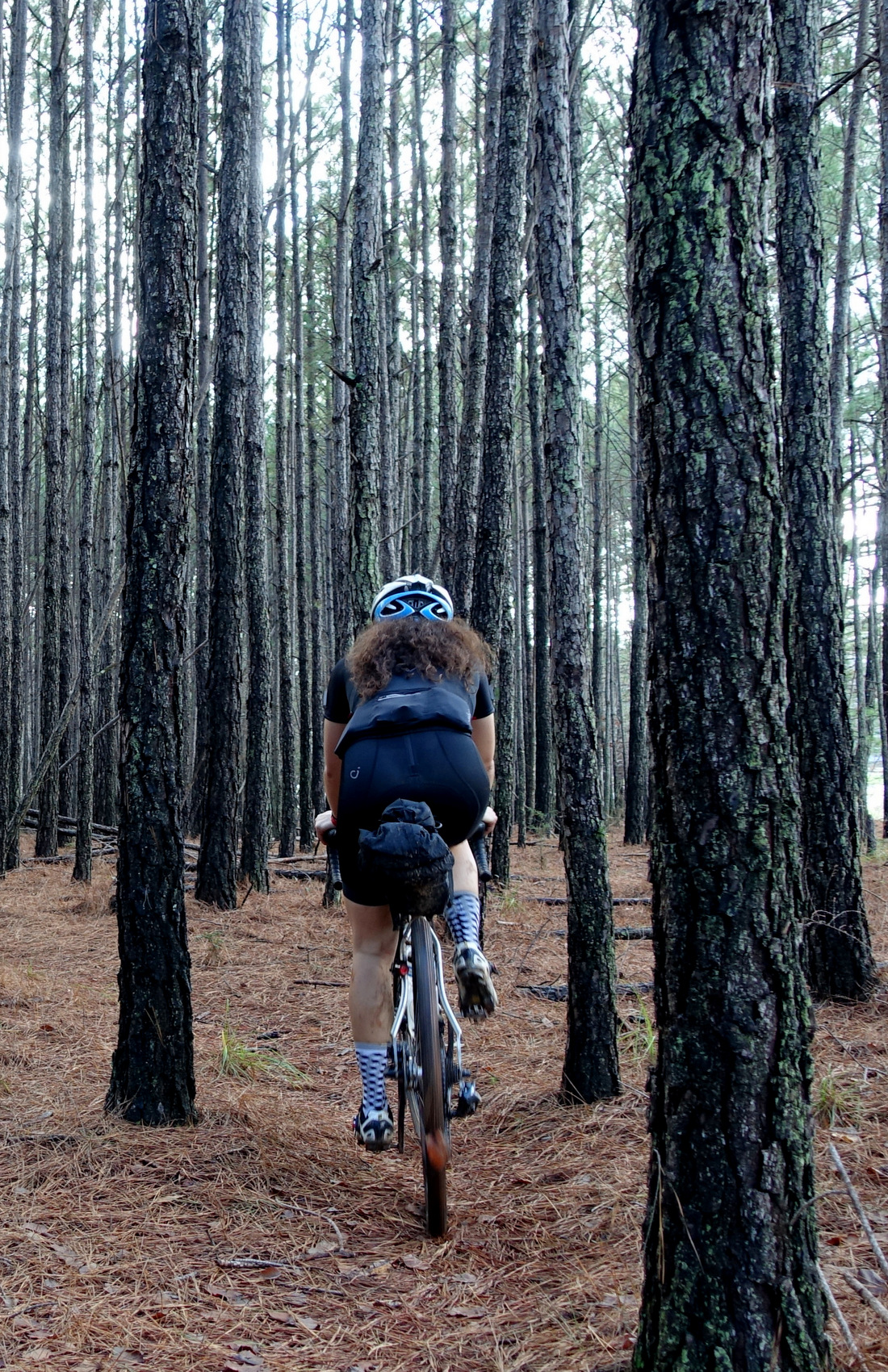 Evergreen Gravel Through Trees